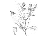 Cassia (Cinnamomum cassia), Heb. QeDaH (Ex.30.24, Ezk.27.19) and QeTzIOT (Ps.45.8, Job 42.14)