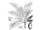 Frankincense tree, branch (Boswellia thurifera), Heb. LeBUNaH (Ex.30.34 etc)