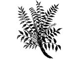 Frankincense tree, branch (Boswellia thurifera), Heb. LeBUNaH (Ex.30.34 etc)